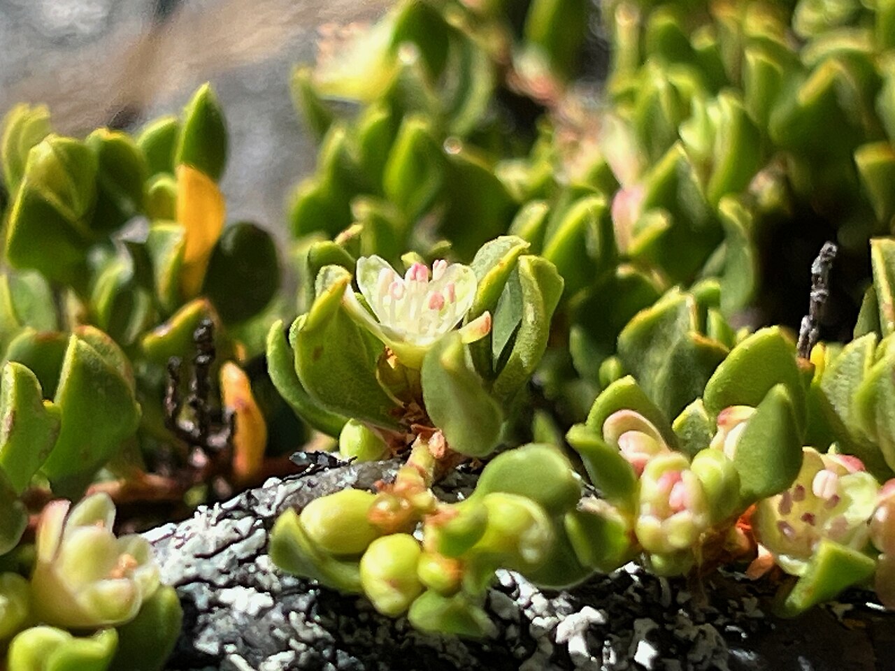 Muehlenbeckia volcanica: Muehlenbeckia volcanica in Peru