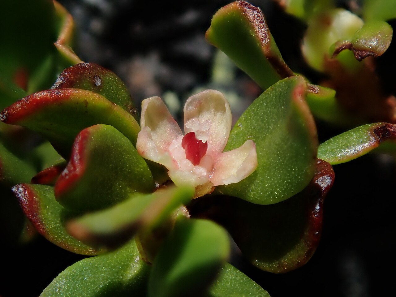 Muehlenbeckia volcanica: Muehlenbeckia volcanica in Bolivia
