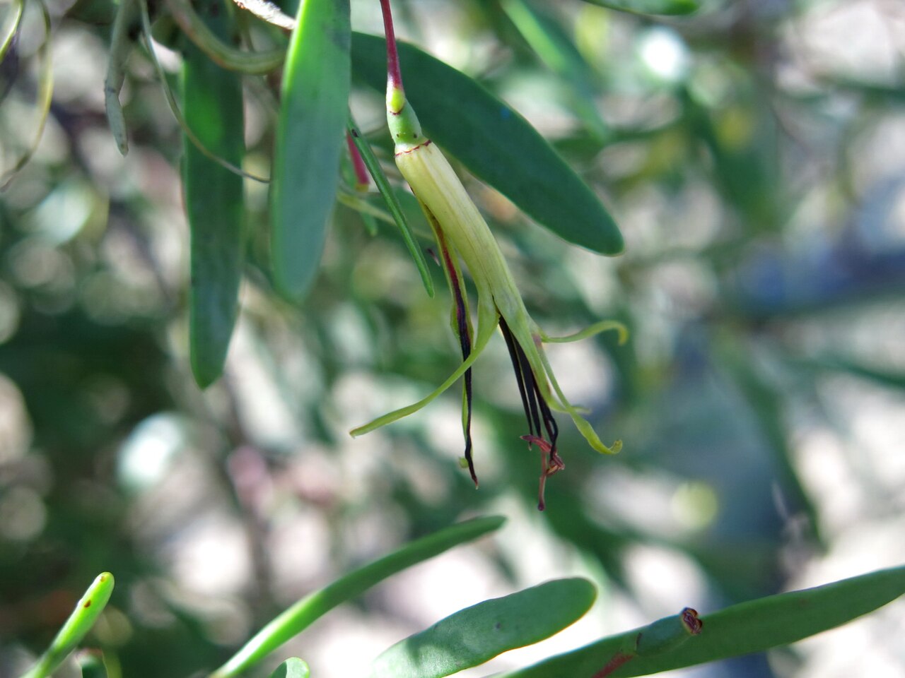 Muellerina bidwillii: Muellerina bidwillii