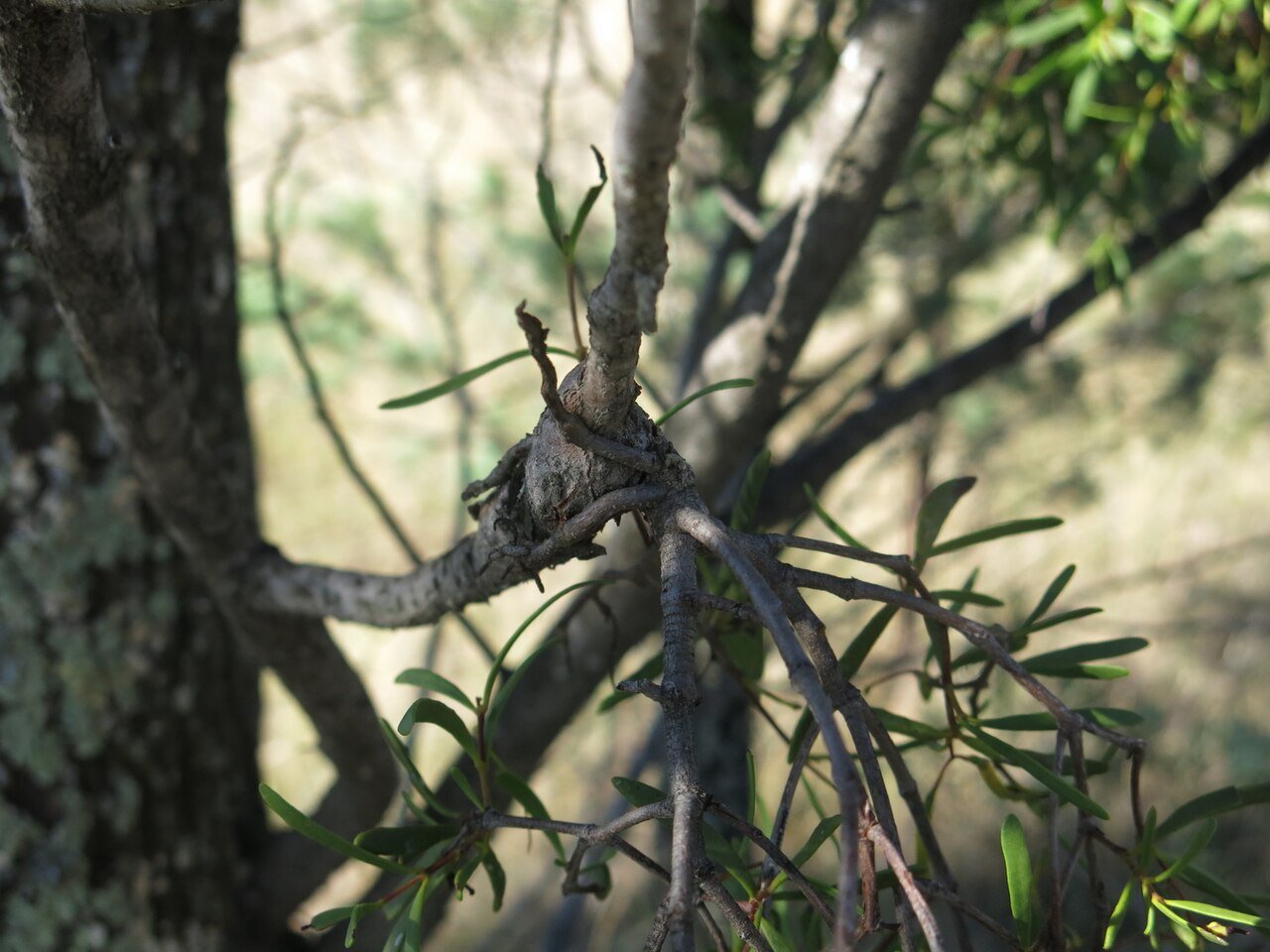 Muellerina bidwillii: Muellerina bidwillii