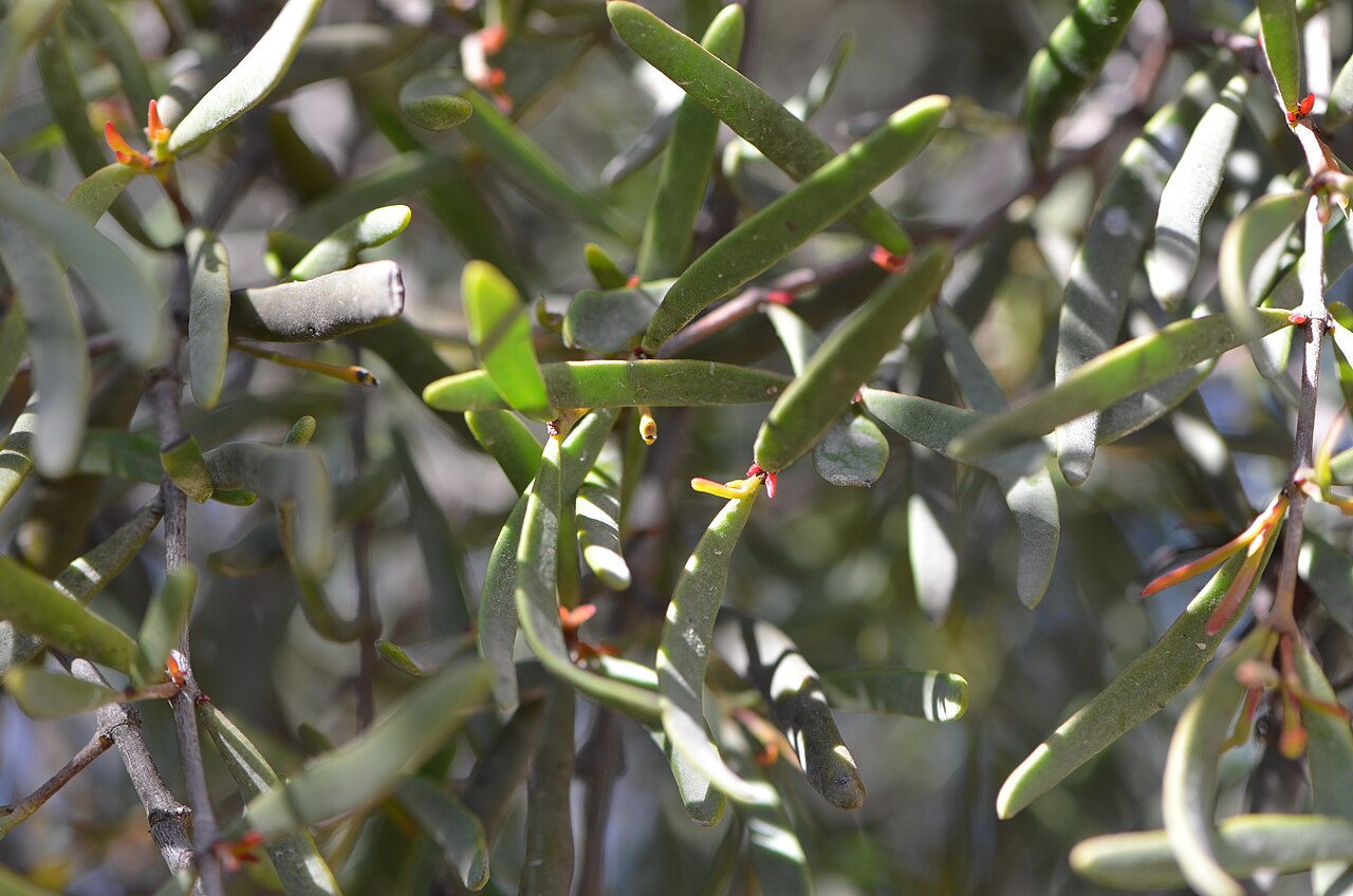 Muellerina bidwillii: Muellerina bidwillii in Callitris glaucophylla just before the beginning of Mt Kaputar NP, on the Kaputar Road, north west NSW