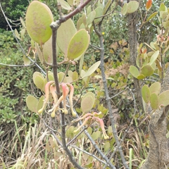 Banksia mistletoe (Muellerina celastroides)