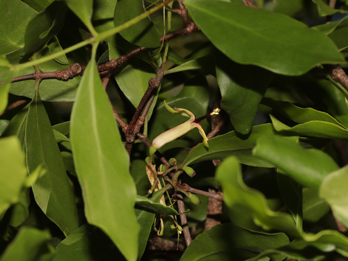 Banksia mistletoe (Muellerina celastroides)