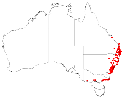 Banksia mistletoe: Australian distribution of Muellerina celastroides based on download from Australasian Virtual Herbarium May 9, 2018