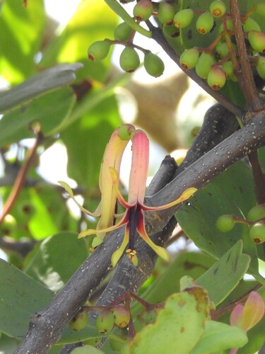 Banksia mistletoe (Muellerina celastroides)