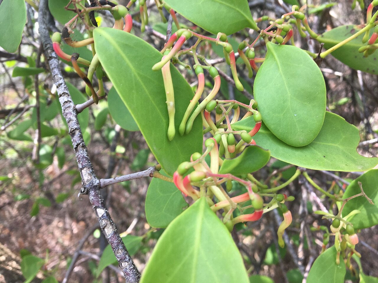 Banksia mistletoe: Muellerina celastroides growing at Grants Beach, New South Wales, Australia