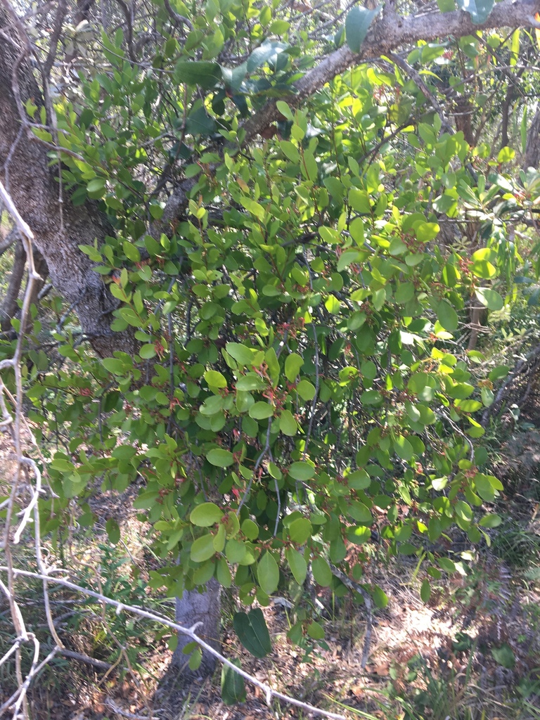 Banksia mistletoe (Muellerina celastroides)