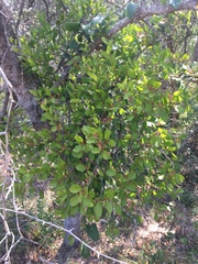 Banksia mistletoe (Muellerina celastroides)