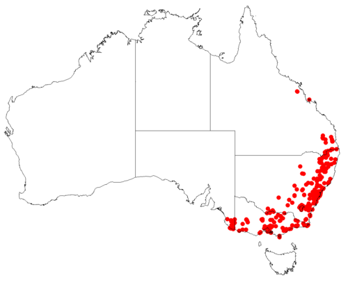 Muellerina eucalyptoides: Australian distribution of Muellerina eucalyptoides based on download from Australasian Virtual Herbarium May 9, 2018