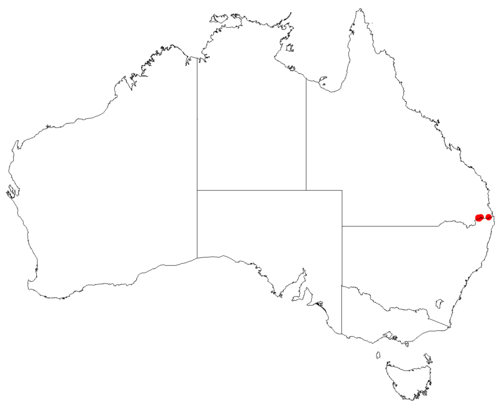 Muellerina flexialabastra: Australian distribution of Muellerina flexialabastra based on download from Australasian Virtual Herbarium May 9, 2018