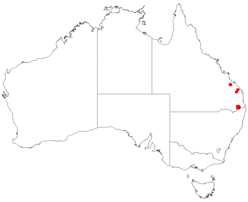 Muellerina myrtifolia: Australian distribution of Muellerina myrtifolia based on download from Australasian Virtual Herbarium May 9, 2018