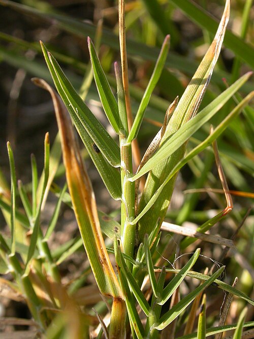 Scratchgrass: The leave are distichously arranged and the membranous ligule can be seen in side view.