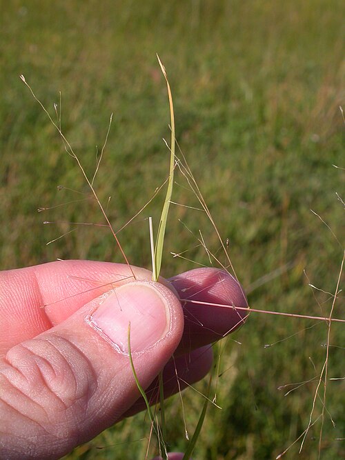 Scratchgrass: The leaf blade and portion of white stem projecting upward shows where the main rachis of the panicle disarticulated. The base of the disarticulated panicle rac