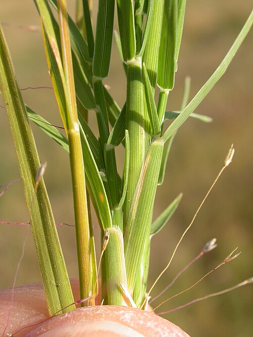 Scratchgrass: The auricle is distinct and the membranous ligule can be seen in side view. Note the small pair of equal-sized glumes (about 1 mm long).