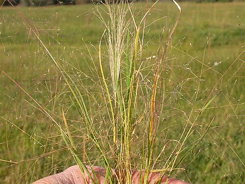 Scratchgrass: The small spikeles (about 1 mm in length) can be seen borne on long pedicels in a very open diffuse panicle.