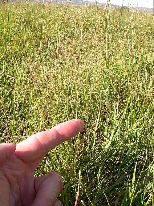 Scratchgrass: This inflorescence has just distarticulated from the leafy portion of the plant (index finger separates the two).