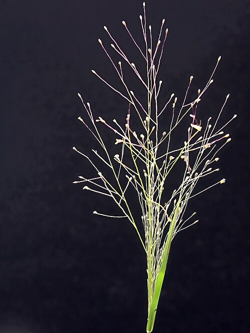 Scratchgrass: Muhlenbergia asperifolia—Scratchgrass. A rhizomatous grass found in much of western North America, including Canada and northern Mexico. The grass is also found