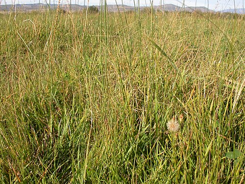 Scratchgrass: The small spikeles (about 1 mm in length) can be seen borne on long pedicels in a very open diffuse panicle.
