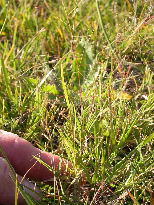 Scratchgrass: The small spikeles (about 1 mm in length) can be seen borne on long pedicels in a very open diffuse panicle. Note the main inflorescence rachis is white towards