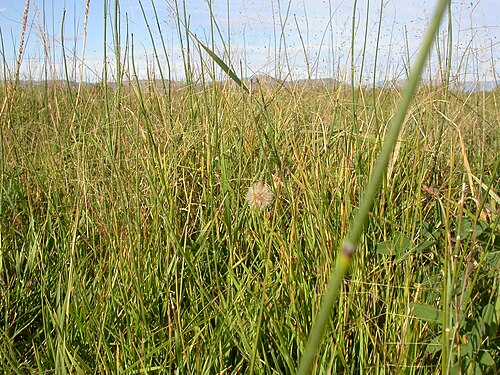 Scratchgrass: The small spikeles (about 1 mm in length) can be seen borne on long pedicels in a very open diffuse panicle.