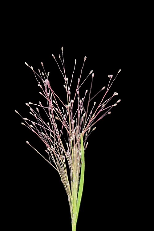Scratchgrass: Muhlenbergia asperifolia—Scratchgrass. A rhizomatous grass found in much of western North America, including Canada and northern Mexico. The grass is also found
