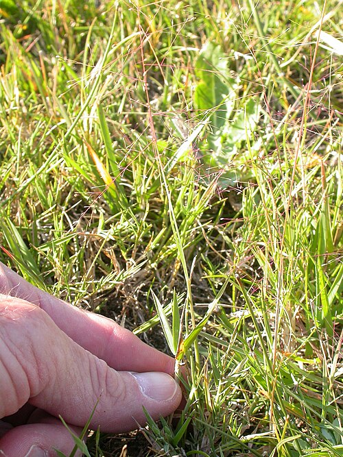 Scratchgrass: The small spikeles (about 1 mm in length) can be seen borne on long pedicels in a very open diffuse panicle. This population is growing on moist soils where irr