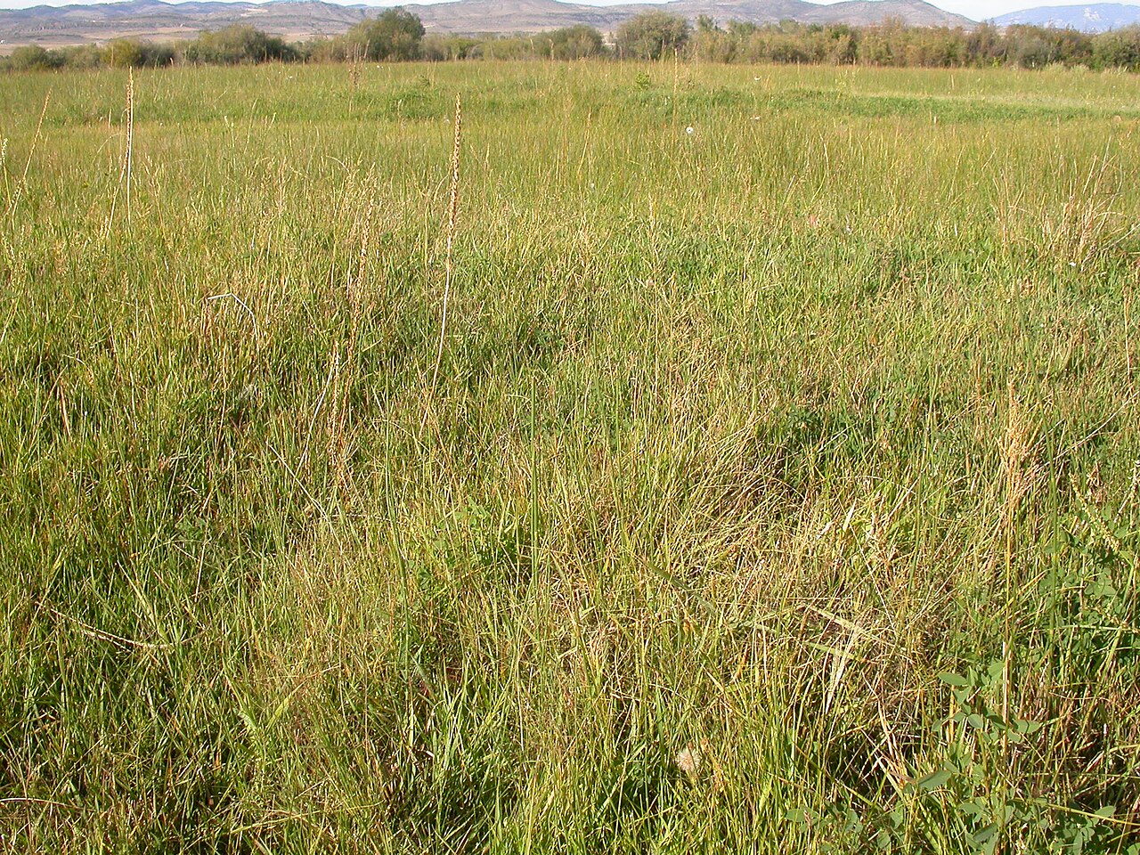Scratchgrass: Muhlenberiga asperifolia forms the slightly taller patch of grass at front and center.