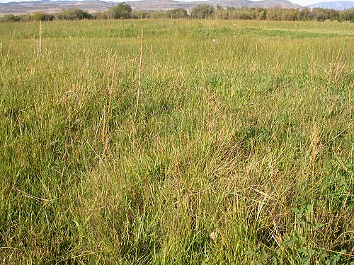 Scratchgrass: Muhlenberiga asperifolia forms the slightly taller patch of grass at front and center.