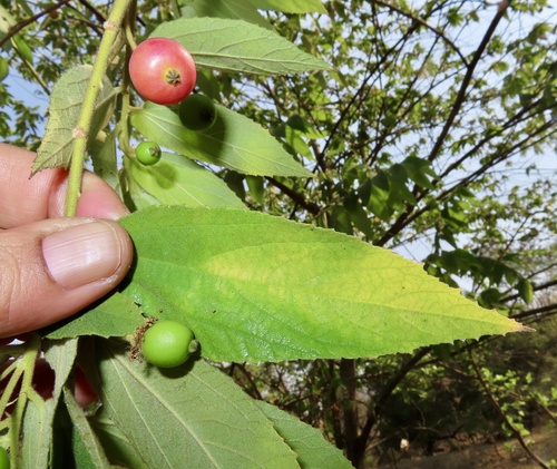 Strawberrytree