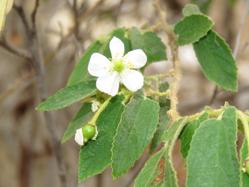 Strawberrytree (Muntingia calabura)