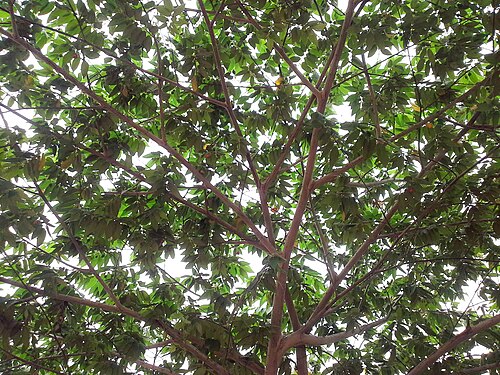 Strawberrytree: Canopy of an Indian cherry tree (Muntingia calabura) at Narava in Visakhapatnam