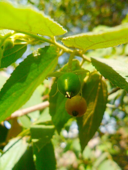 Strawberrytree: muntingia calabura