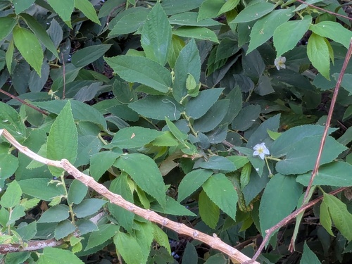 Strawberrytree (Muntingia calabura)