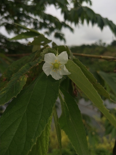 Strawberrytree (Muntingia calabura)