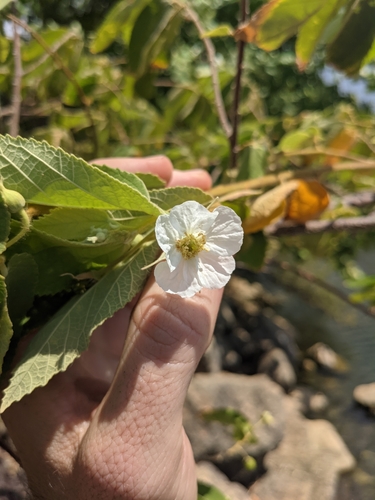 Strawberrytree (Muntingia calabura)