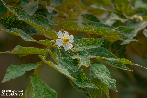 Strawberrytree (Muntingia calabura)