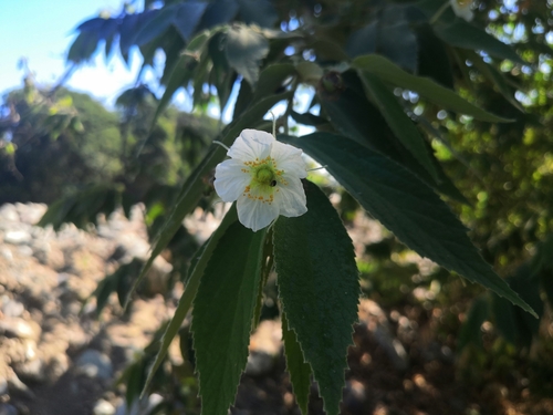 Strawberrytree (Muntingia calabura)