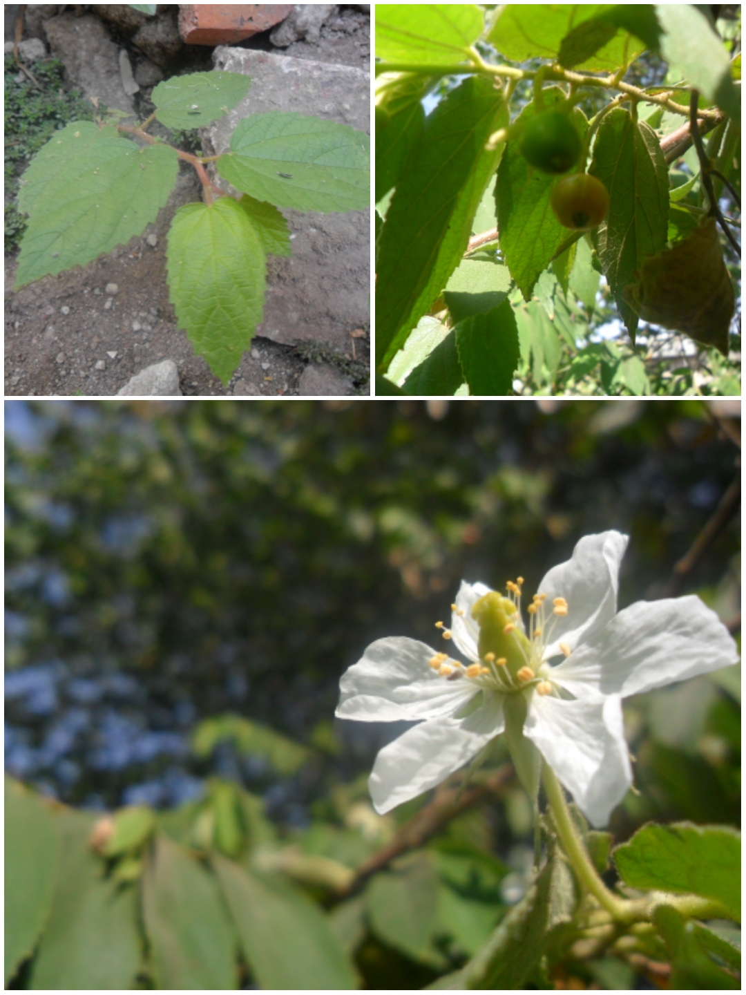 Strawberrytree: muntingia calabura