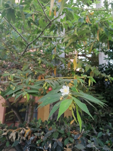 Strawberrytree (Muntingia calabura)