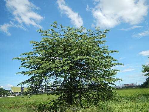 Strawberrytree: Muntingia Aratiles tree a.k.a sarisa, Alatiris, Alateris, Aratiris - Muntingia calabura, in Barangay Pagala beside Santo Cristo, Baliuag, Bulacan beside Maharli