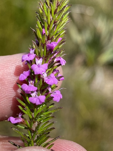 Foxy purplegorse (Muraltia alopecuroides)