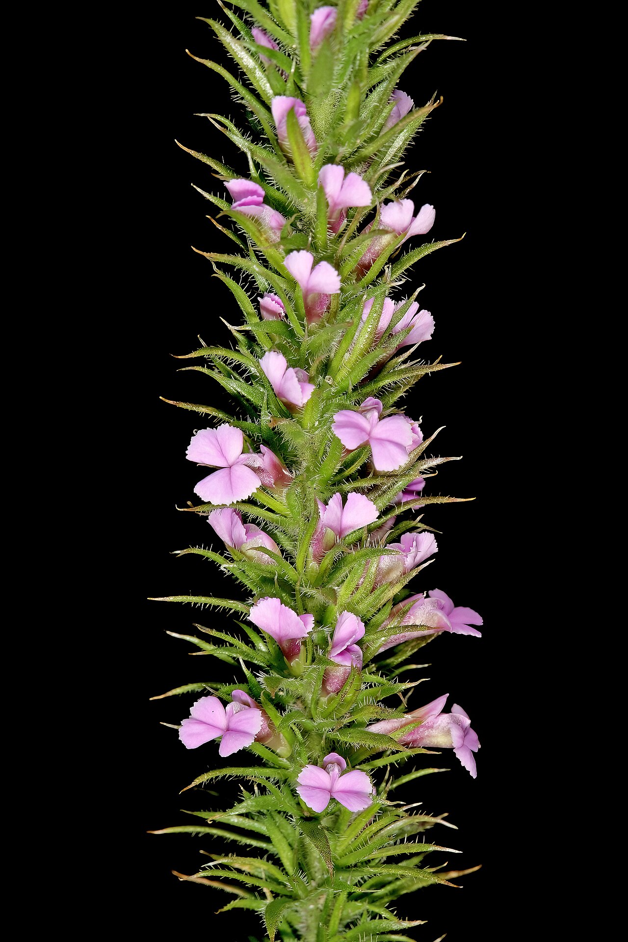 Foxy purplegorse: Muraltia alopecuroides , flowers; coastal grassland, between Mnyameni and Mtentu rivers, Pondoland, Eastern Cape, South Africa