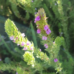 Foxy purplegorse (Muraltia alopecuroides)