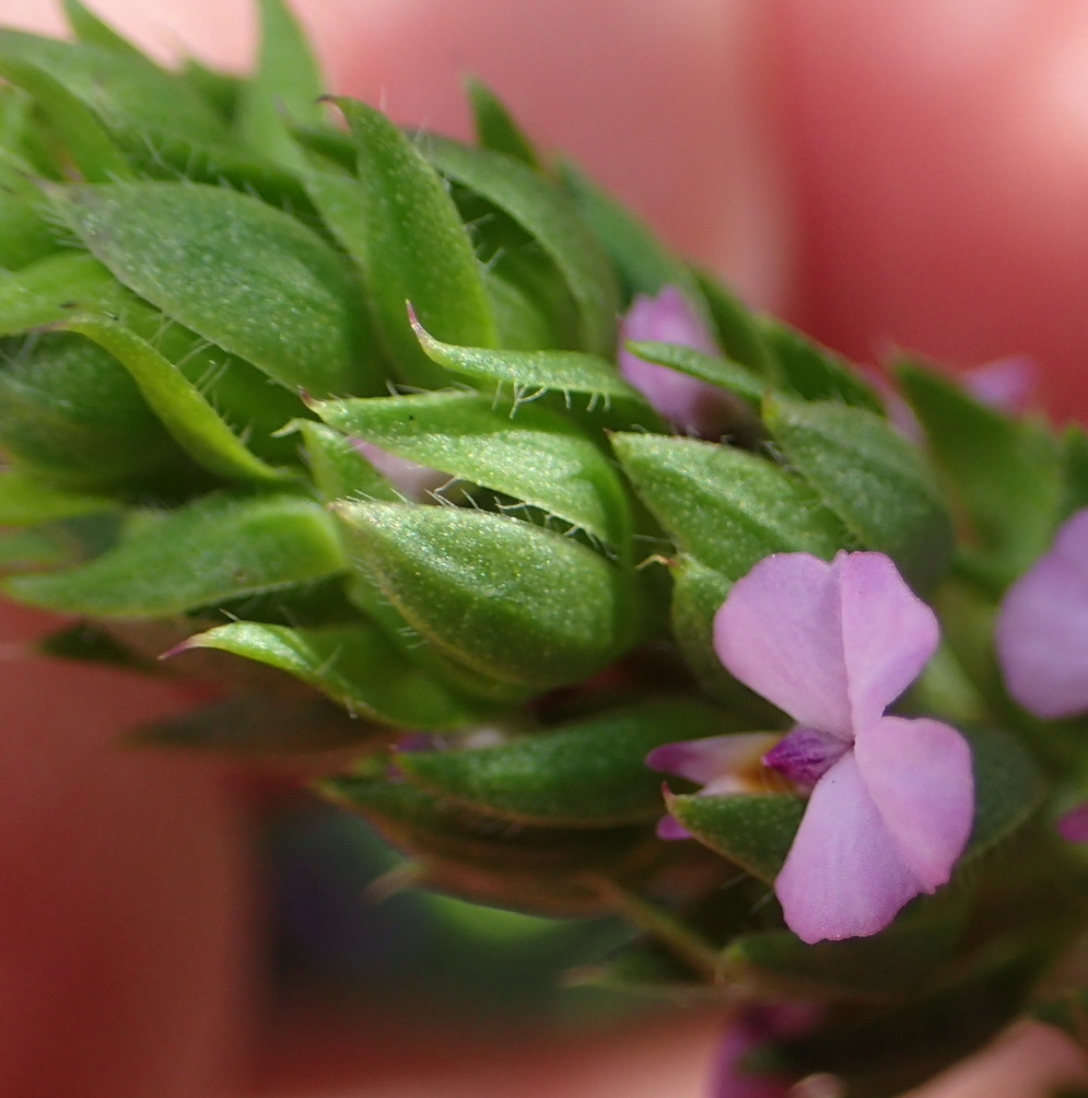 Foxy purplegorse (Muraltia alopecuroides)