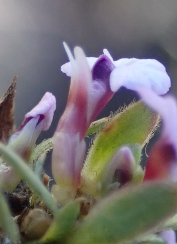 Foxy purplegorse (Muraltia alopecuroides)