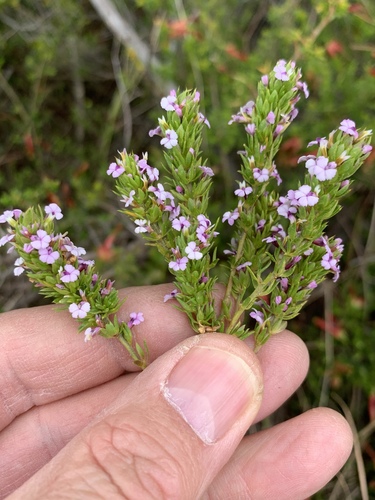 Foxy purplegorse (Muraltia alopecuroides)