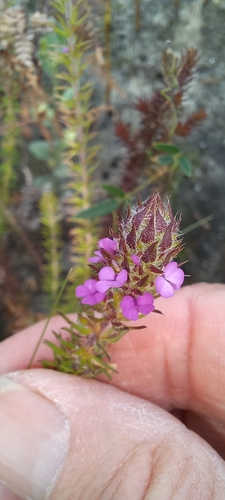 Foxy purplegorse (Muraltia alopecuroides)