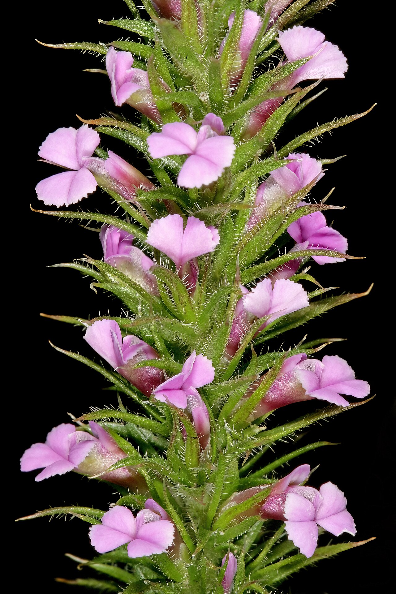 Foxy purplegorse: Muraltia alopecuroides , flowers; coastal grassland, between Mnyameni and Mtentu rivers, Pondoland, Eastern Cape, South Africa