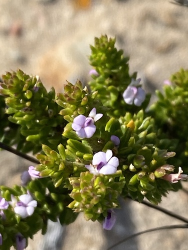 Foxy purplegorse (Muraltia alopecuroides)