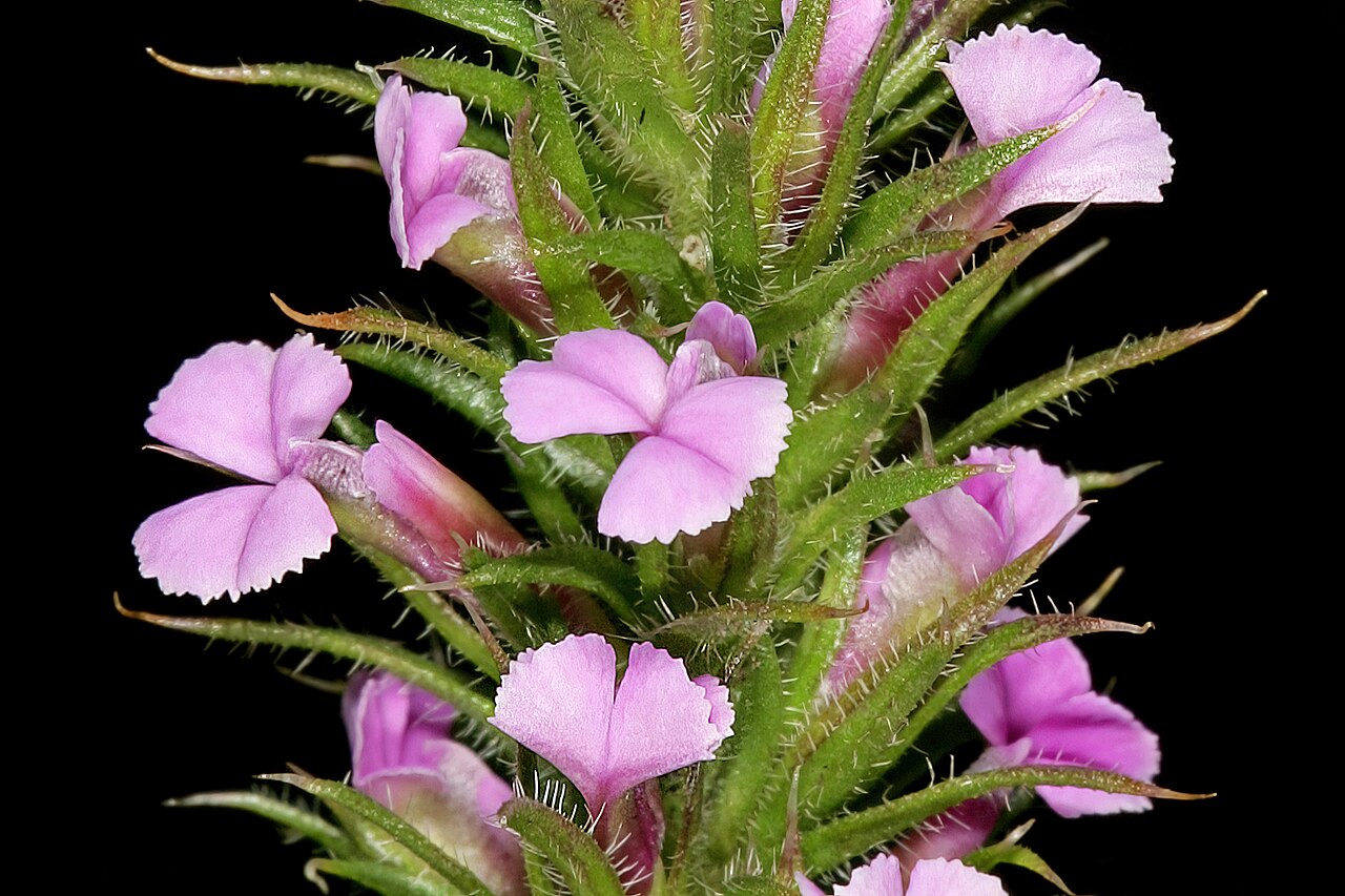 Foxy purplegorse: Muraltia alopecuroides , flowers; coastal grassland, between Mnyameni and Mtentu rivers, Pondoland, Eastern Cape, South Africa
